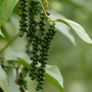 Pfefferanbau - Das sind die grünen Pfefferbeeren.