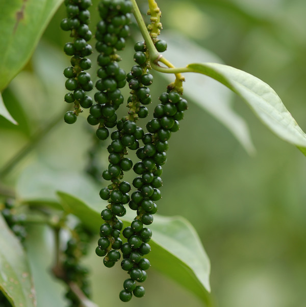Pfefferanbau - Das sind die grünen Pfefferbeeren.